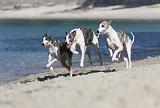 WHIPPET 215